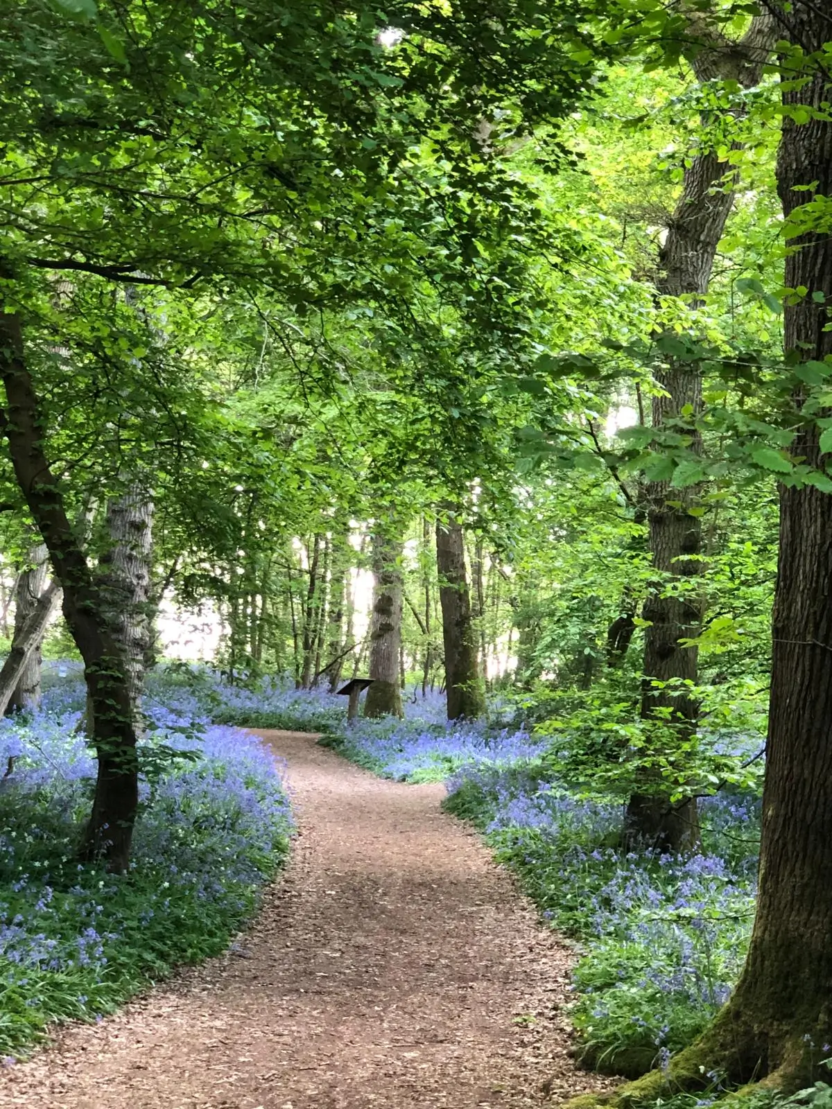 lavender pathway